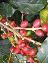 cafe-Salvador-Pacamara-2